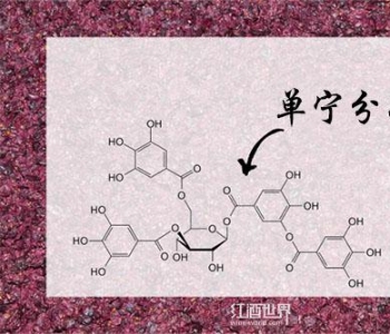 葡萄酒单宁究竟是何方神圣？