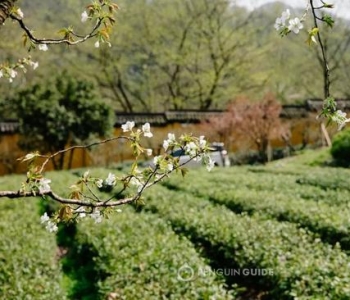 像泡咖啡馆那样泡茶馆