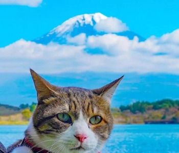 人活着不如猫系列 两只猫8年环游日本1000多个景点！