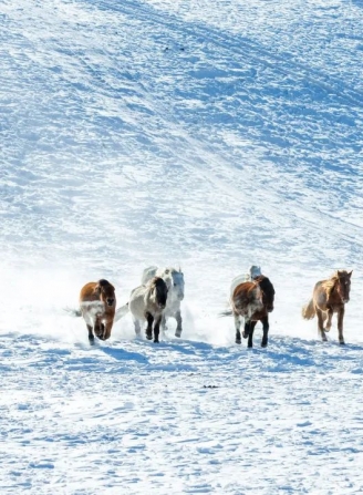 十一月最适合去北方看雪 去南方看海